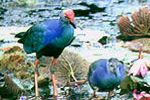 kawasan perlindungan burung di tasik Songkhla