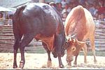 perlawanan laga lembu sering diadakan di Songkhla