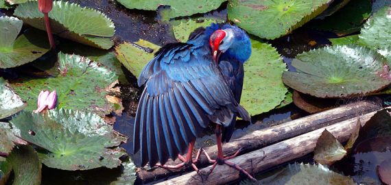 kawasan perlindungan burung di tasik Songkhla